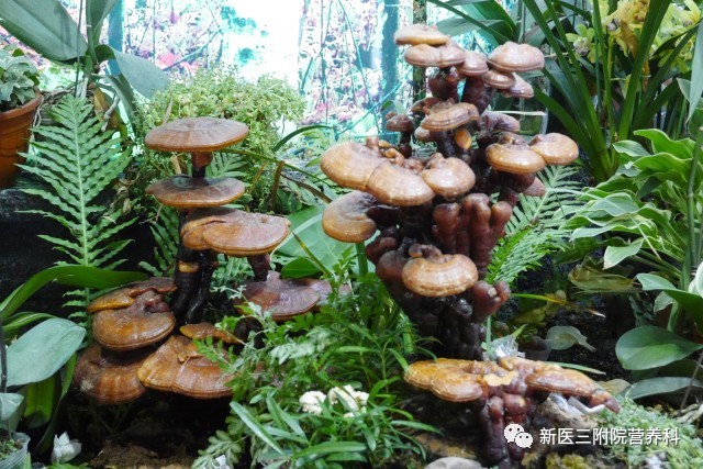 灵芝真的是智商税嘛,灵芝真的是越久越好吗