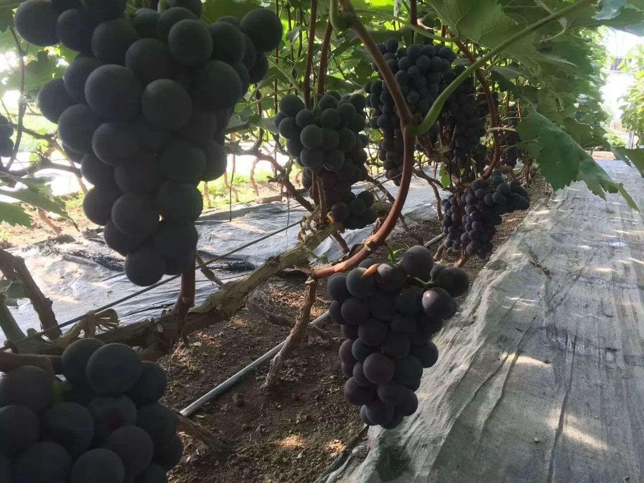 2017葡萄新品种苗,葡萄新品种分析