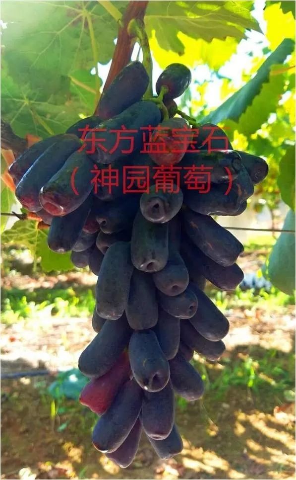 2017葡萄新品种苗,葡萄新品种分析