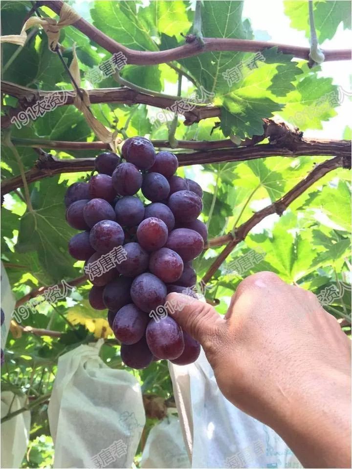 2017葡萄新品种苗,葡萄新品种分析