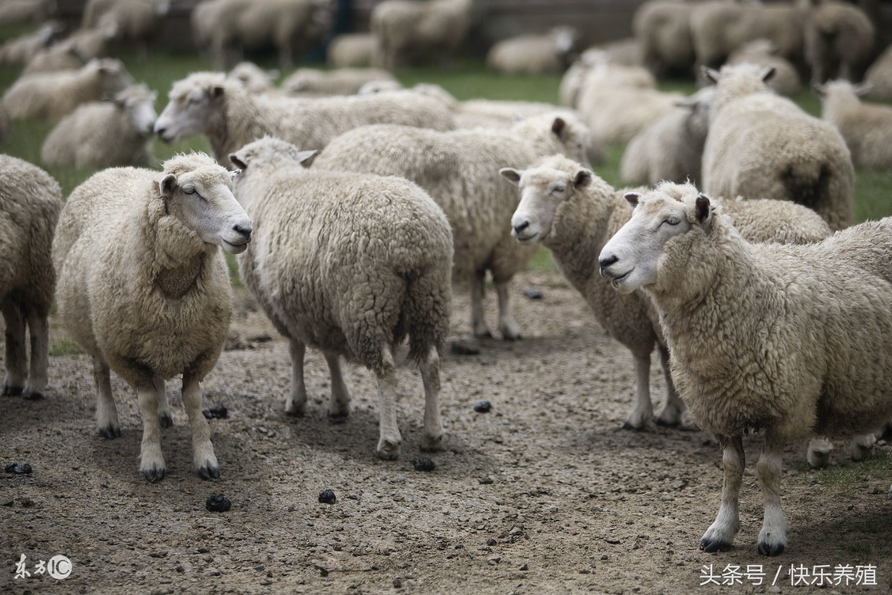 养殖羊怎么养最好,养好羊的技术视频