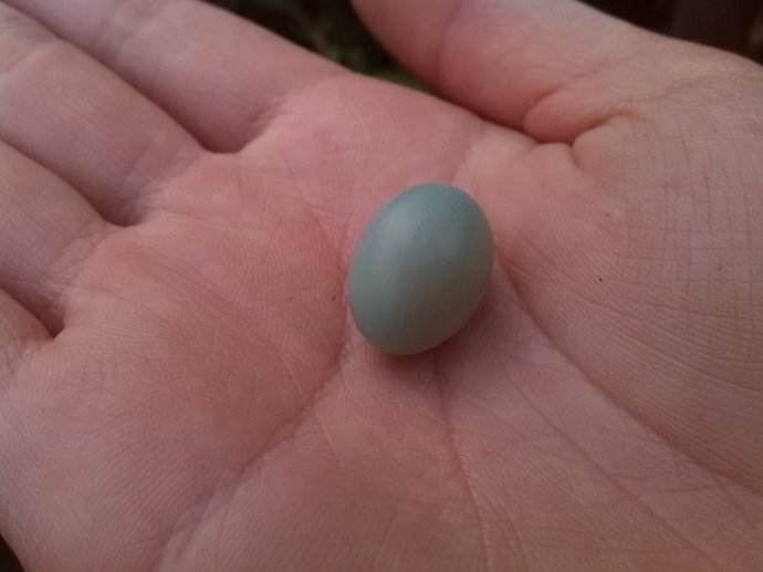 精选闪小说：鸡宝