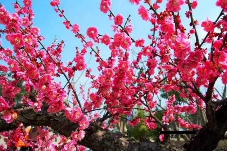 适合做盆景的梅花品种有哪些,梅花十大稀有品种哪种梅花最珍贵