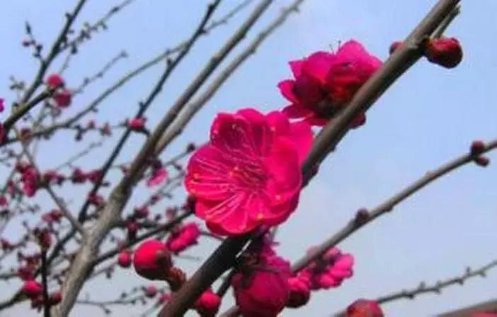 适合做盆景的梅花品种有哪些,梅花十大稀有品种哪种梅花最珍贵