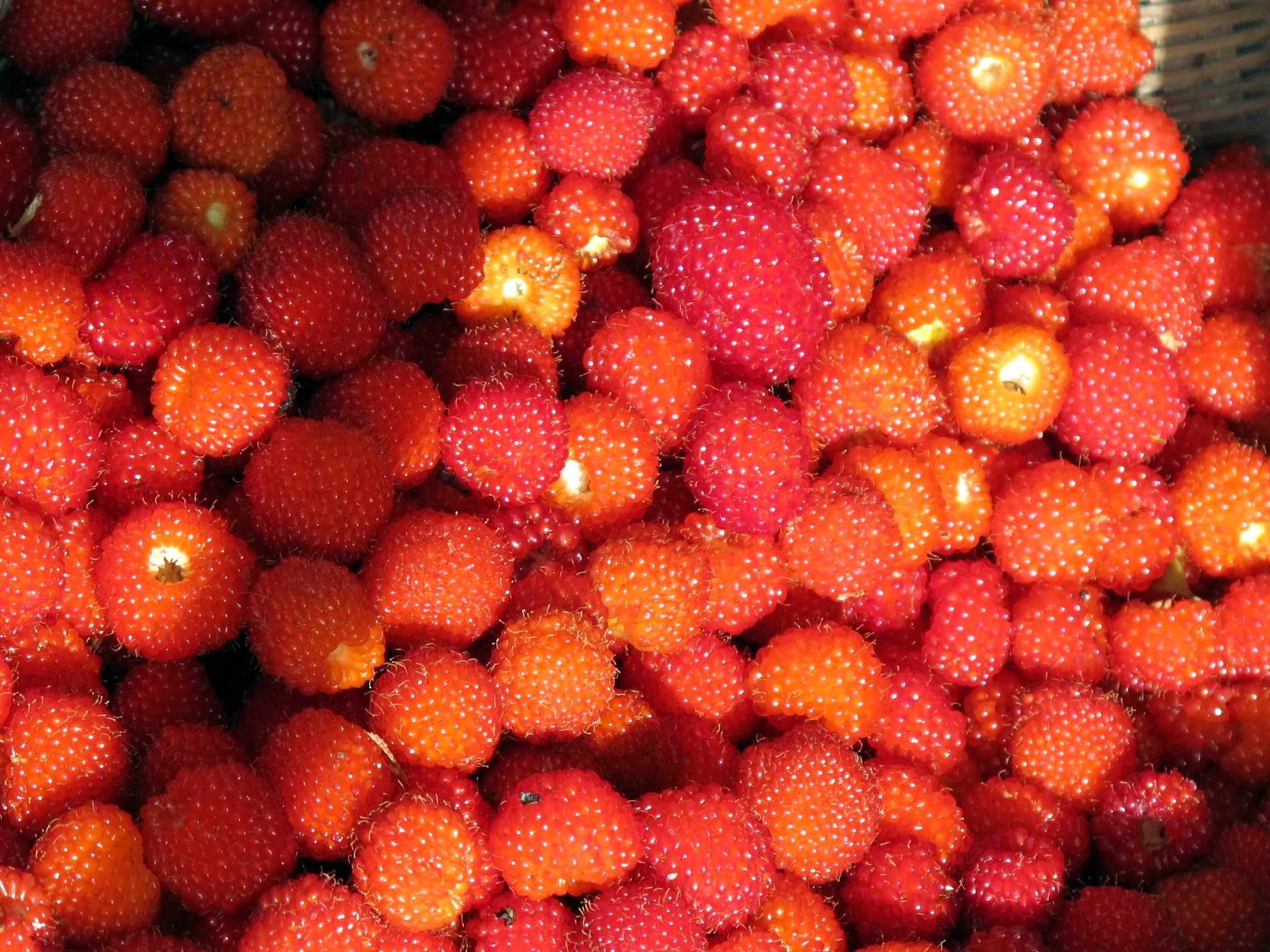 大别山新县原始森林,大别山儿时的味道野刺果