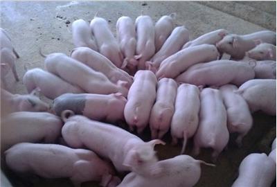 育肥猪容易发生哪些疾病,育肥猪常见病和治疗方案