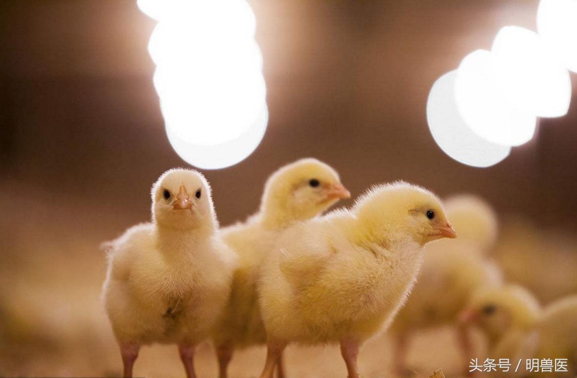 养鸡不发病的原因和解决方法,养鸡的技术和方法小鸡生病怎么办