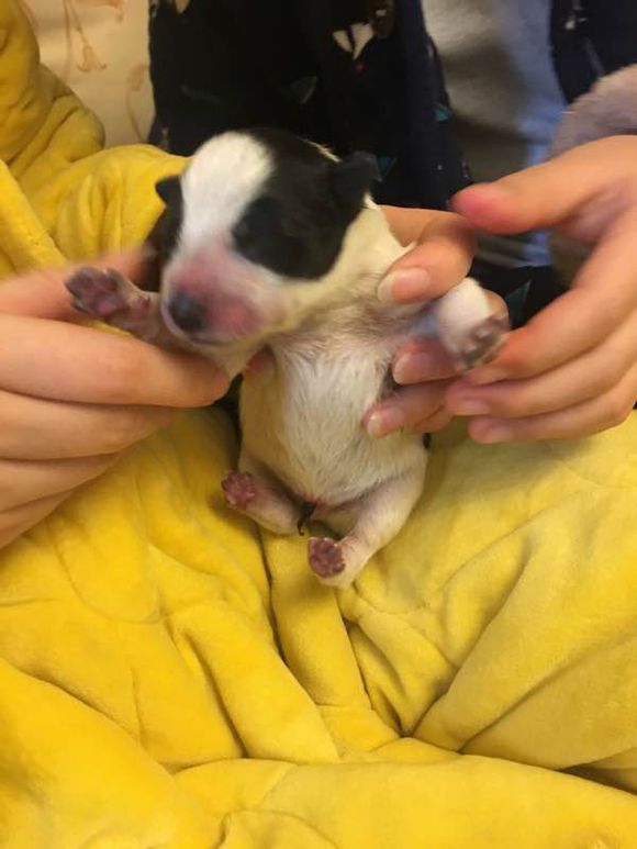 网友晒了自家萨摩耶生的崽，我看了眼，忍不住笑出声来