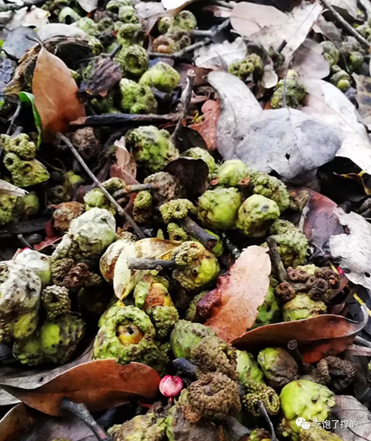 各种烤火龙果干,奶香傣家芒果干