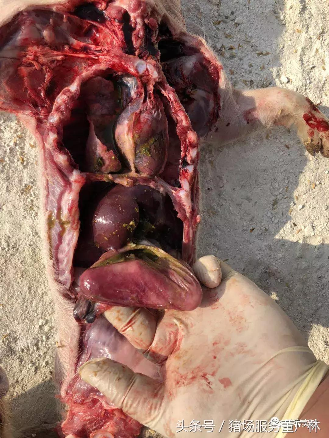 董广林最近消息,董广林最新消息