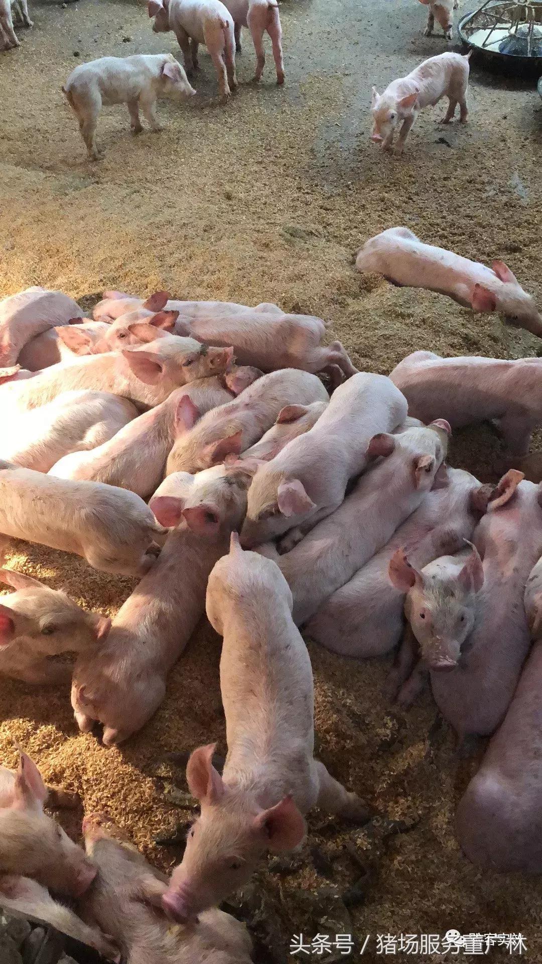 董广林最近消息,董广林最新消息