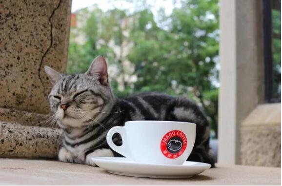 10元咖啡店加盟,猫屎咖啡店需要多少钱加盟