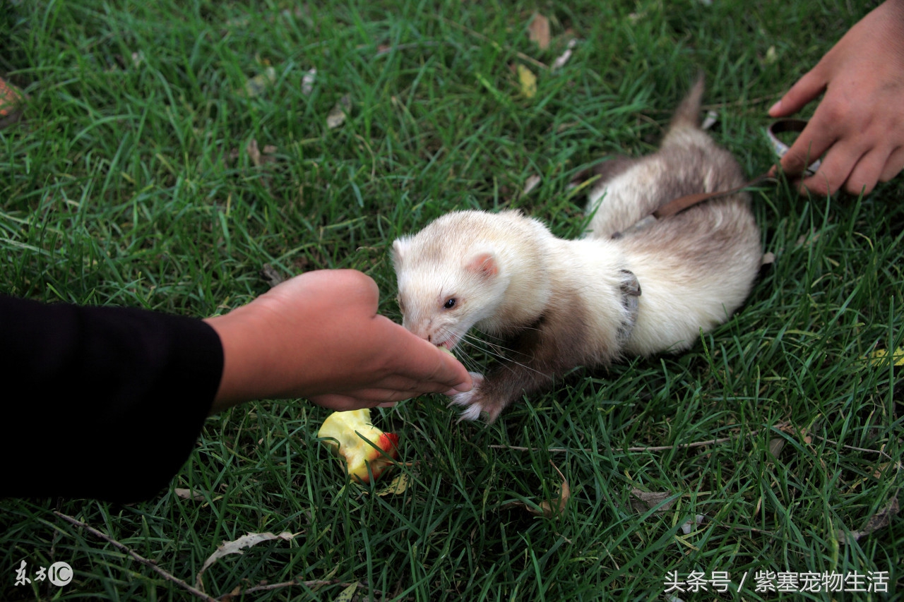 宠物雪貂的冷知识,关于宠物雪貂的品种和性格