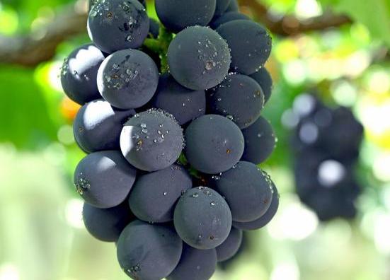 铁剂是补铁还是补血,补血的铁剂有哪些