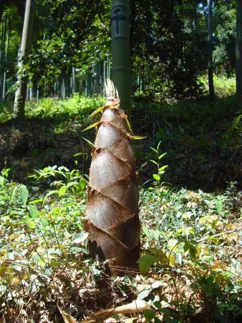 一城一色の人有德行，如水至清-德清
