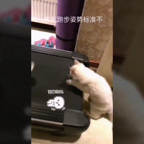 布偶猫繁育种猫怎么选,关于布偶猫的一些知识