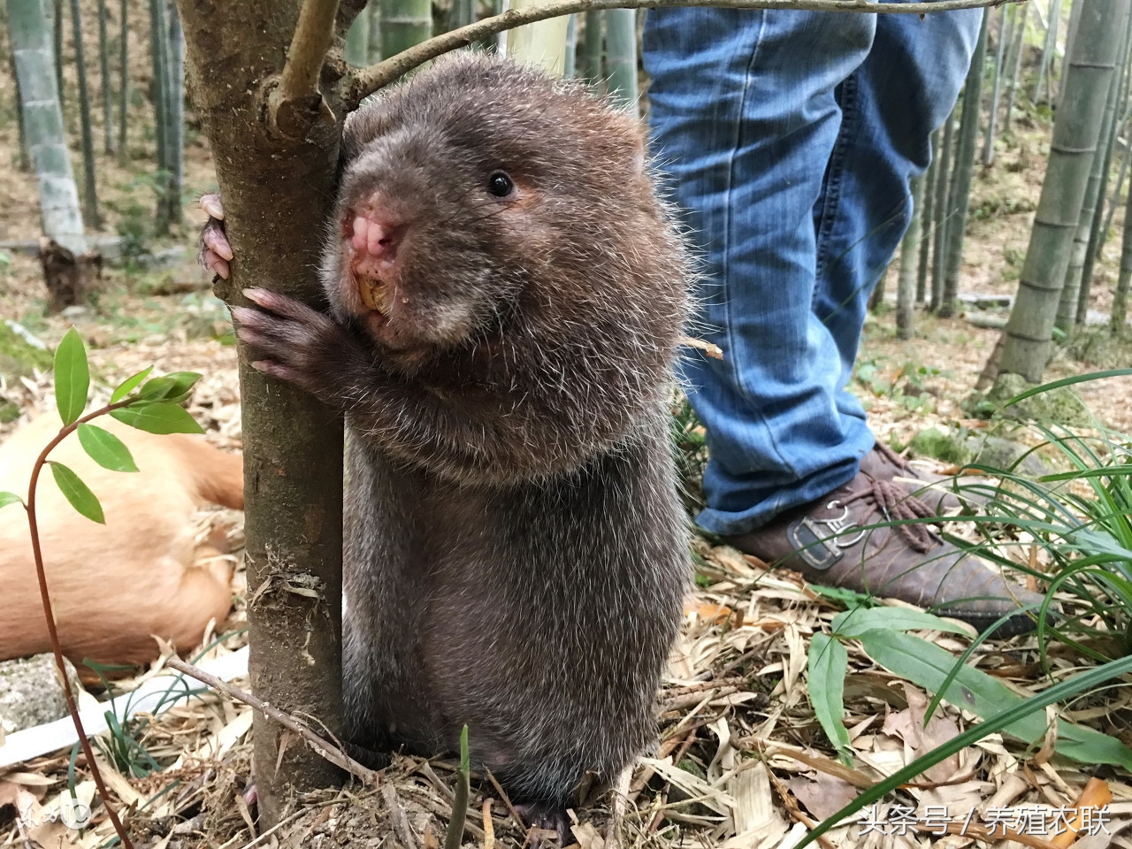 竹鼠的科学养殖,竹鼠养殖技术及产地