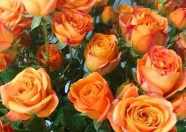 上廓街竟然有间360°鲜花环绕的小店