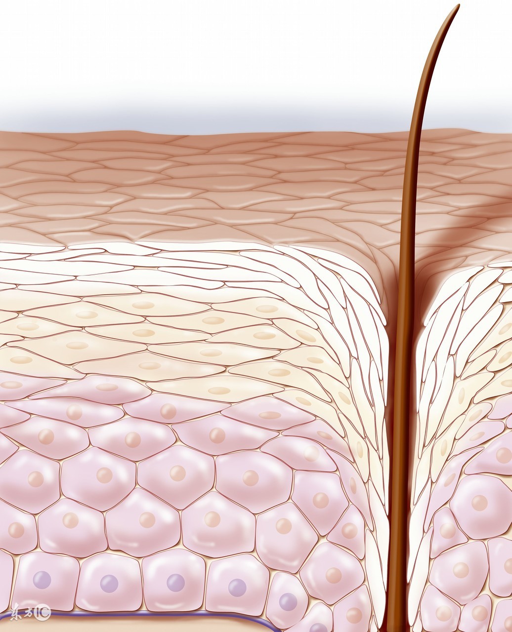 皮肤角质层太薄怎么修复,角质层太薄能打水光针吗
