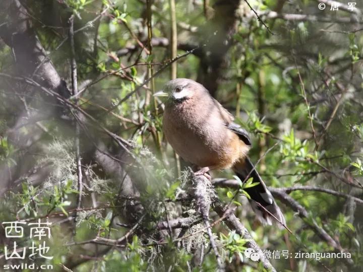 画眉的十大危害,中国独有极危物种
