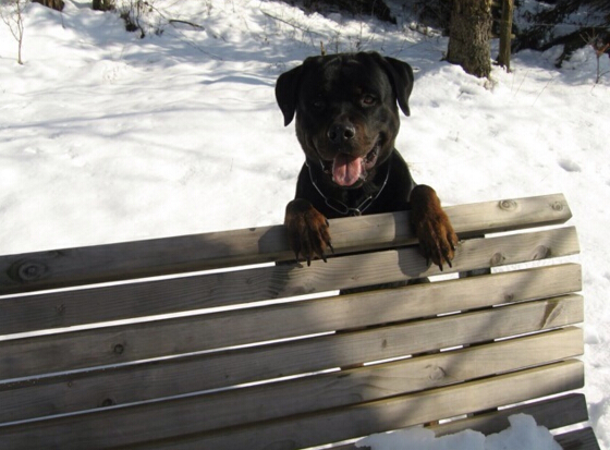 德国犬种罗威纳图片,欧美最受欢迎的犬种罗威纳犬