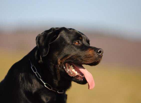 德国犬种罗威纳图片,欧美最受欢迎的犬种罗威纳犬