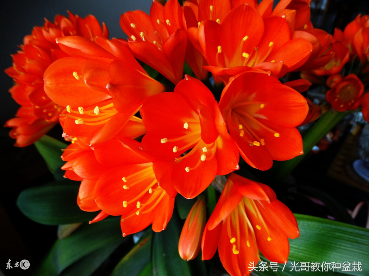 绿萝君子兰怎么养才能长得快,君子兰绿萝叶子边发黄怎么办