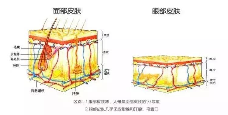 眼部细纹最好用的眼霜,对眼部细纹有效的眼霜