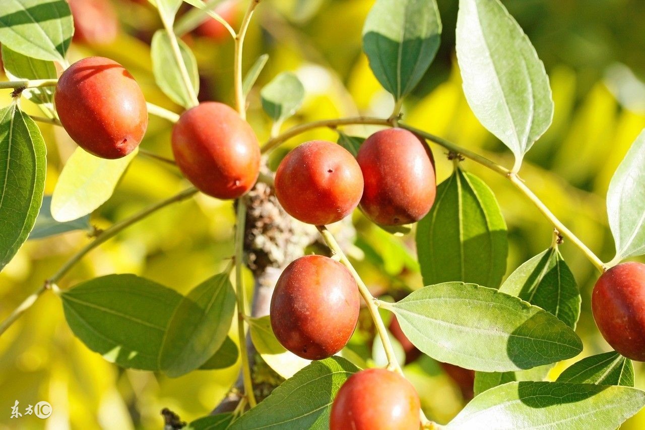红枣的功效与作用禁忌和食用方法,枸杞红枣乌鸡汤有哪些食用禁忌