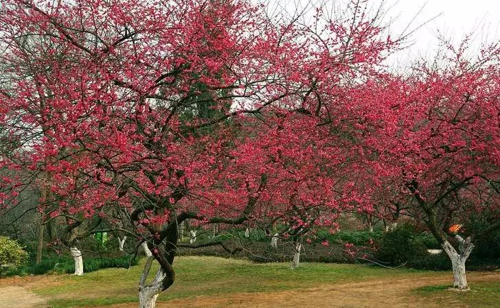 适合做盆景的梅花品种有哪些,梅花十大稀有品种哪种梅花最珍贵