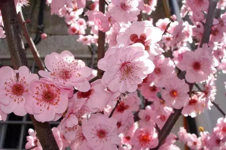 适合做盆景的梅花品种有哪些,梅花十大稀有品种哪种梅花最珍贵