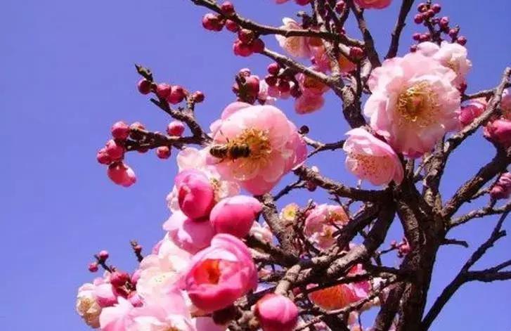 适合做盆景的梅花品种有哪些,梅花十大稀有品种哪种梅花最珍贵