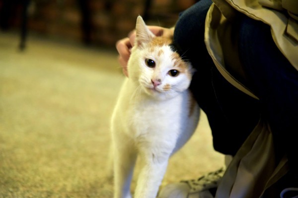 到成都的街头走一走女生完整版,到成都街头走一走