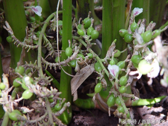 香料界第三贵重的香料,是健胃消食的绿色口气清新剂!