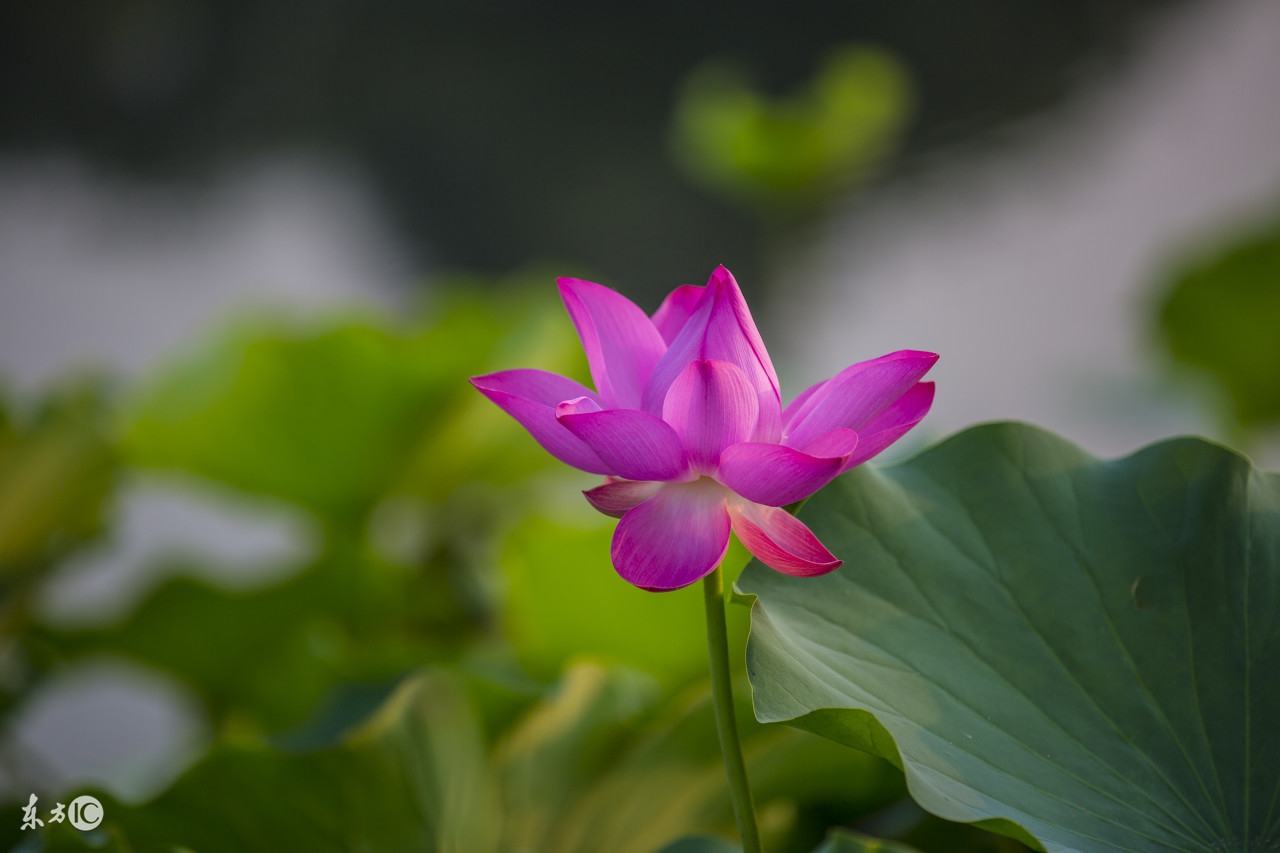 小学古诗大全集锦,小学古诗归类整理部编版