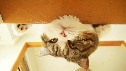 猫胡须有什么说法,猫胡子的秘密