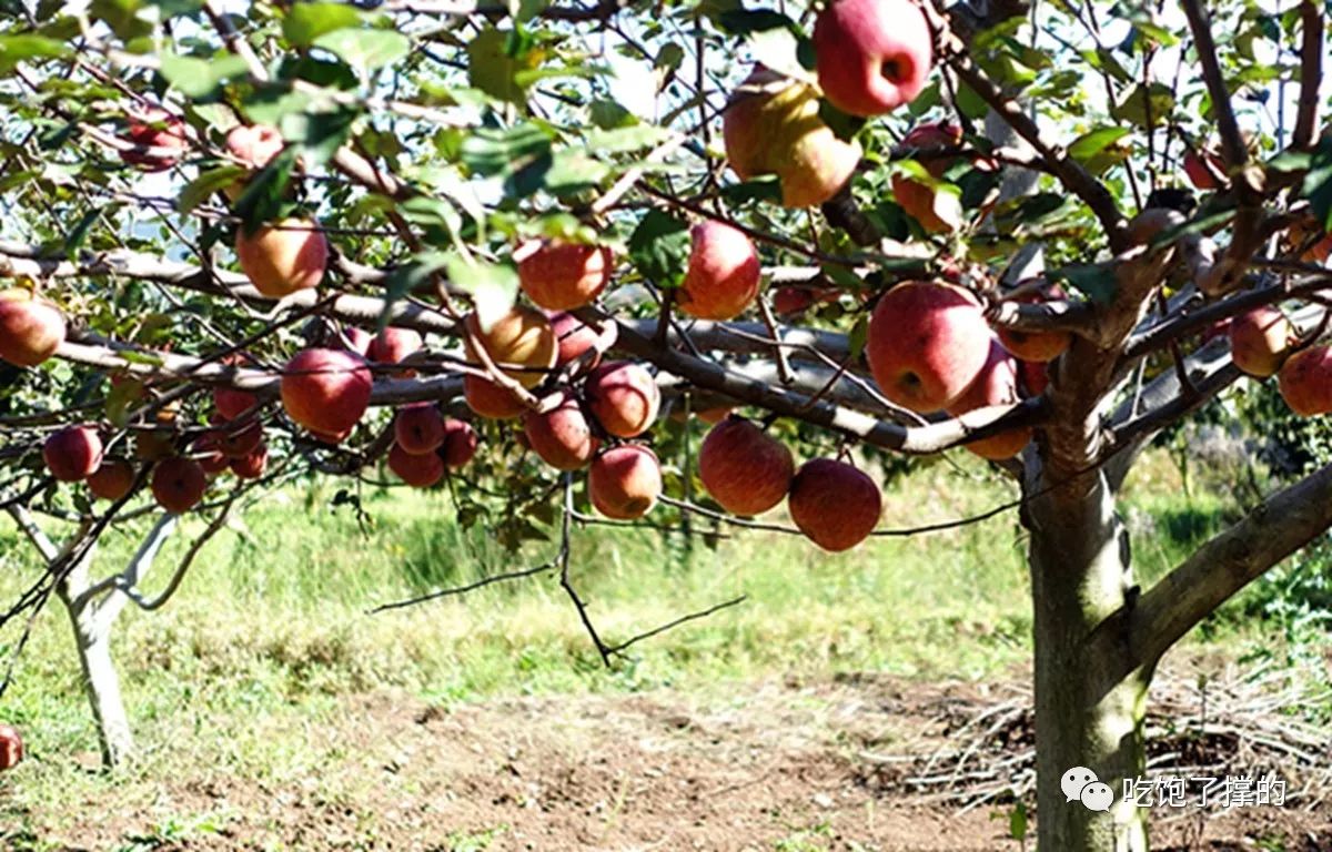 各种烤火龙果干,奶香傣家芒果干