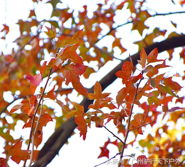 从化石门公园赏红叶旅游团,从化石门森林公园赏梅花路线