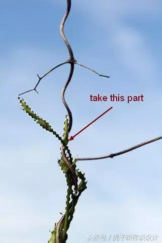 ps绘画水彩教程,ps滤镜模拟水彩画教程