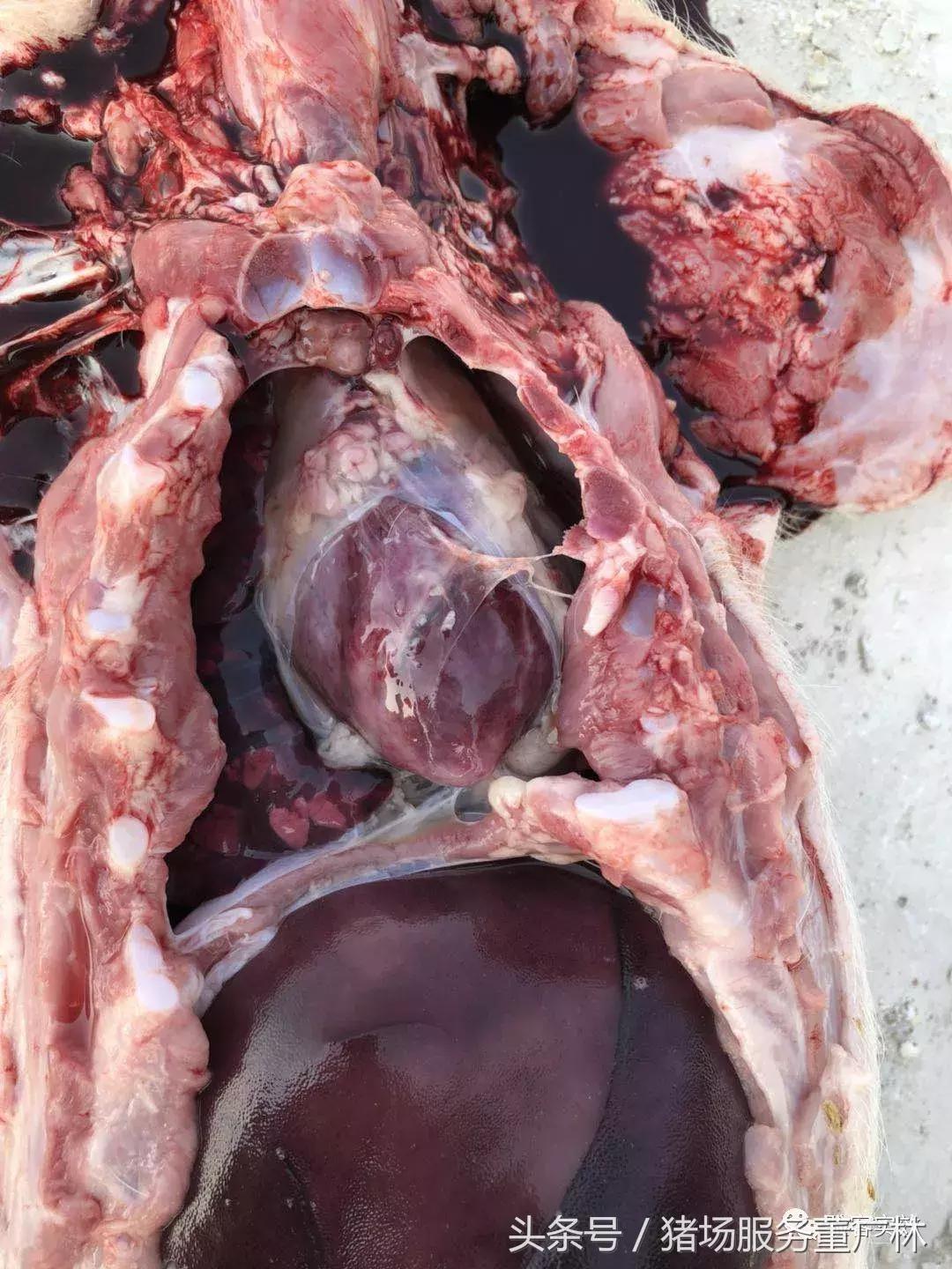 董广林最近消息,董广林最新消息