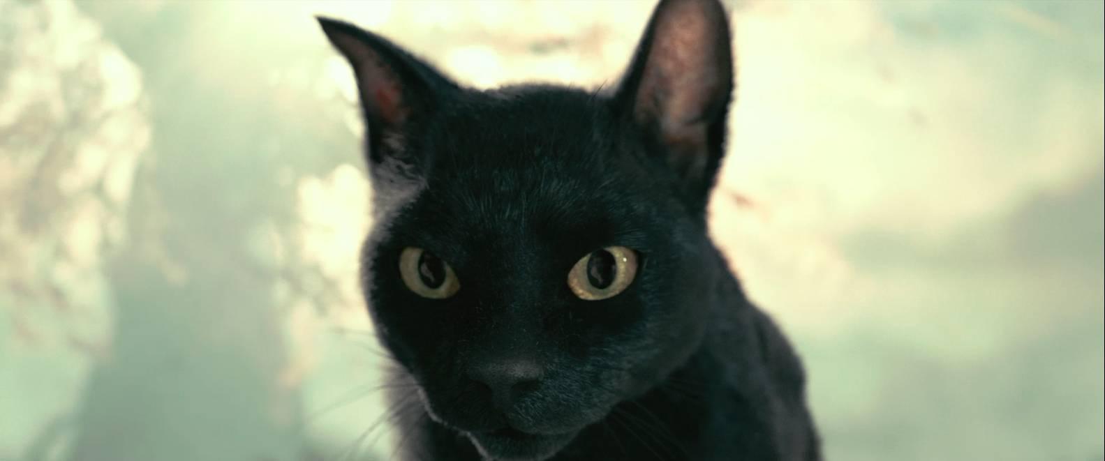 妖猫传最后得到的秘密是什么,妖猫传隐藏的深度解析