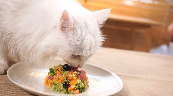 如果猫咪有翅膀,如果猫咪有星座