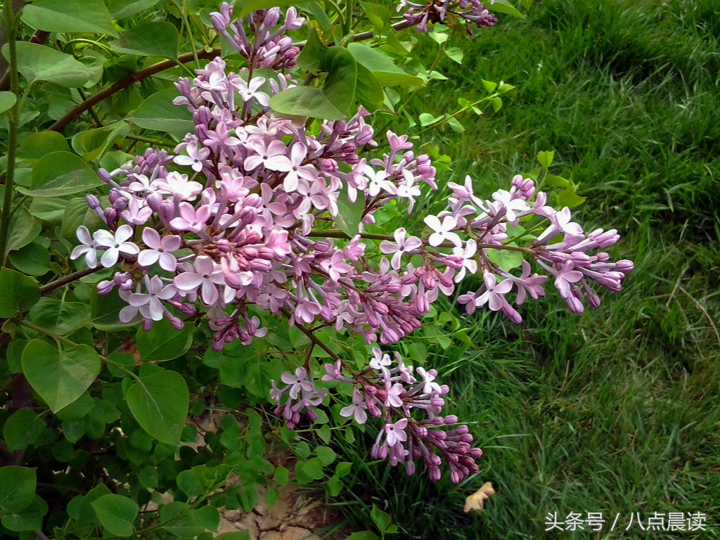 秦汉时期中药著作,秦汉时期诞生最早的医学专著