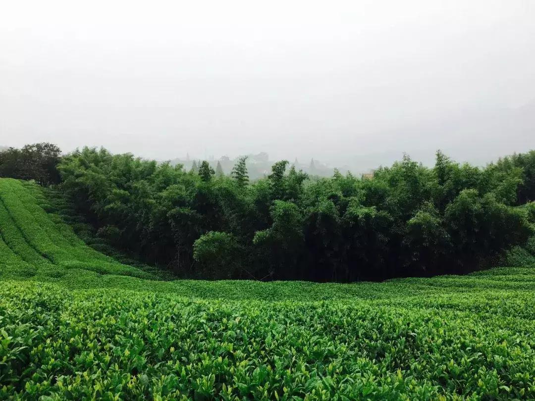 一城一色の人有德行，如水至清-德清