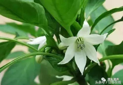 正宗的甘谷辣椒,甘谷七寸红辣椒