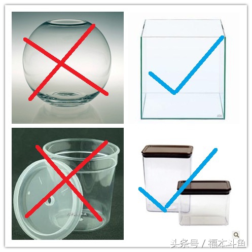 泰国斗鱼活动范围,泰国斗鱼服装视频