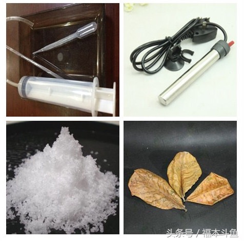 泰国斗鱼活动范围,泰国斗鱼服装视频