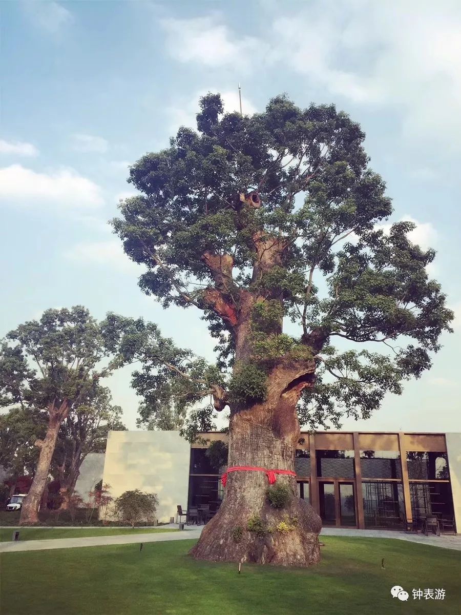 朗格表是什么牌子,顶级朗格表