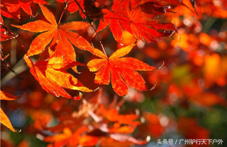 从化石门公园赏红叶旅游团,从化石门森林公园赏梅花路线
