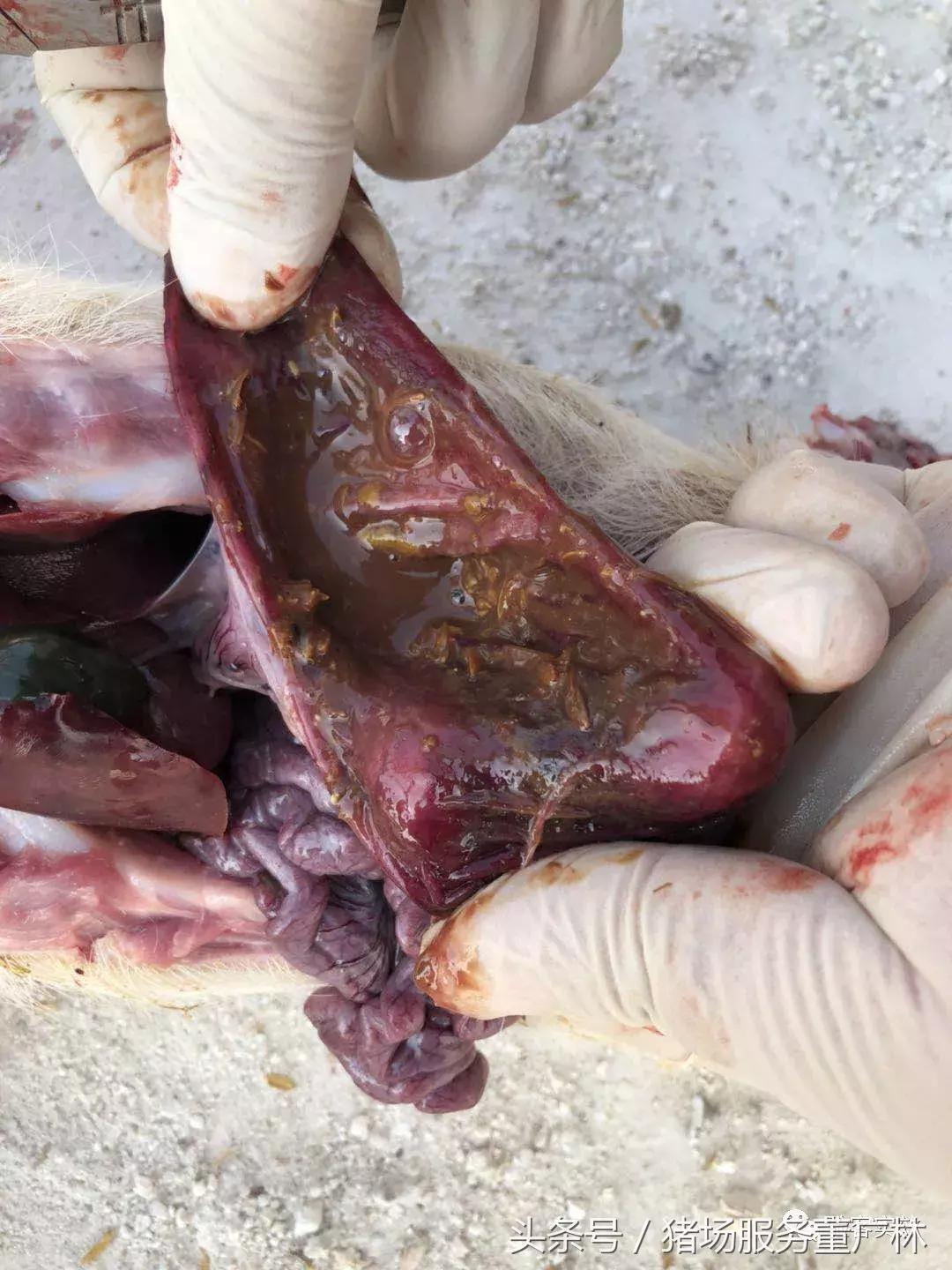 董广林最近消息,董广林最新消息